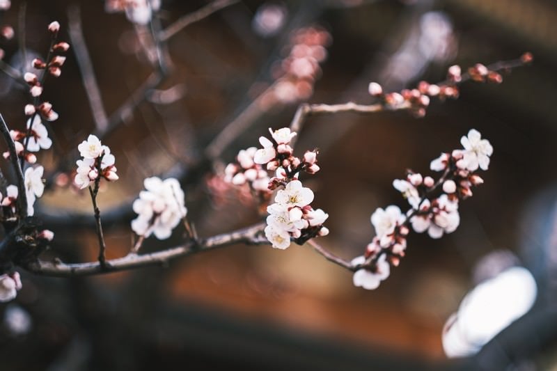 開花した梅と蕾の写真