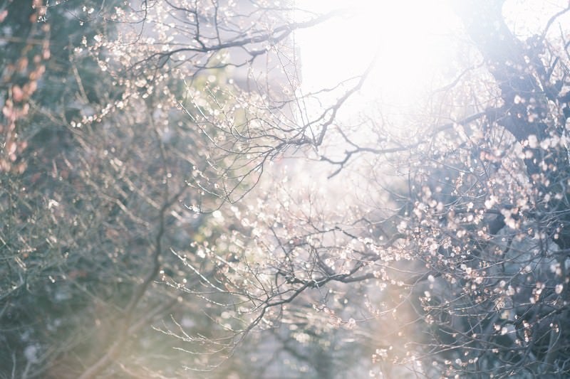 逆光の中に揺らめく梅の花の写真