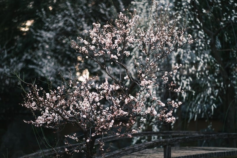 ひっそりと佇む梅の花の写真