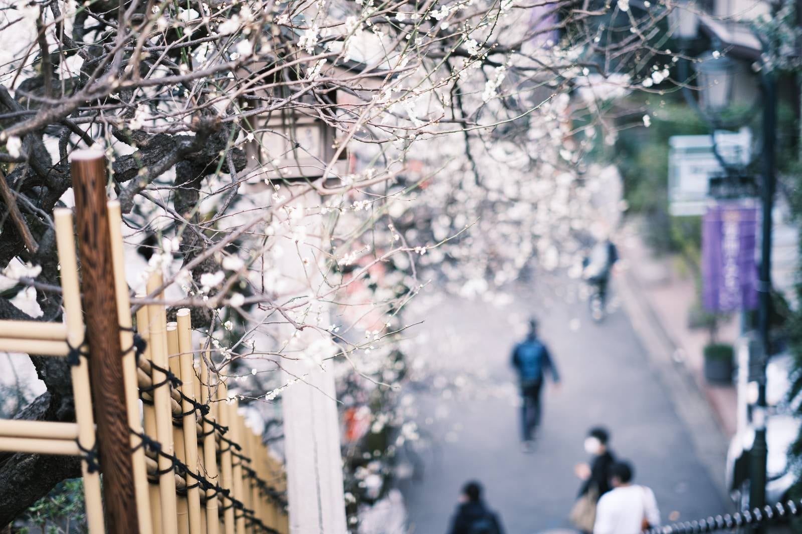 「境内を彩る梅の花（湯島天神）」の写真