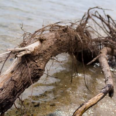 琵琶湖の岸に流れ着いた折れた木の写真