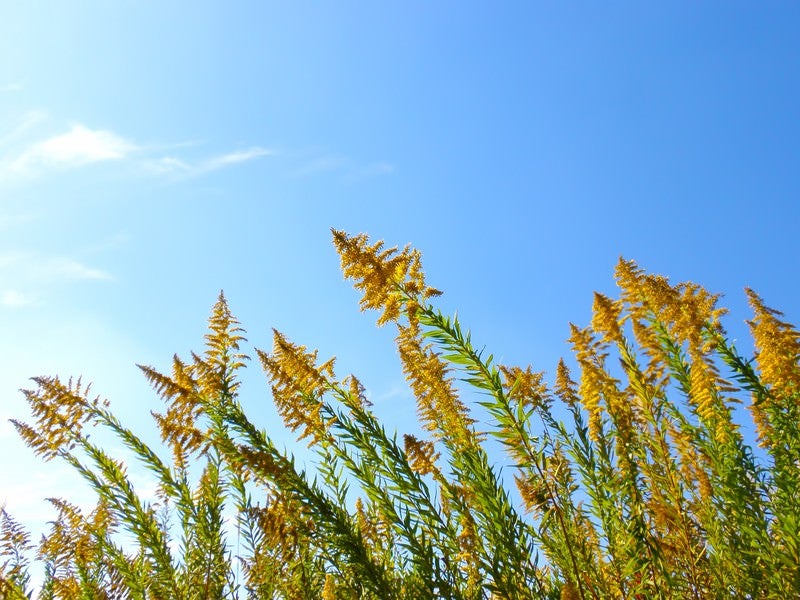 青空と野の草の写真