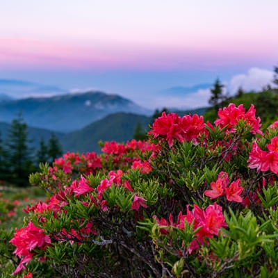 朝焼けと山ツツジの写真