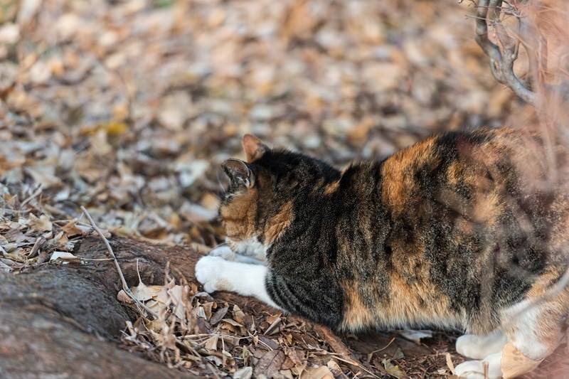 爪を研ぐ猫の写真