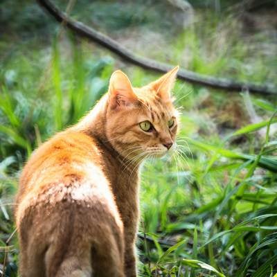 振り返る猫の写真