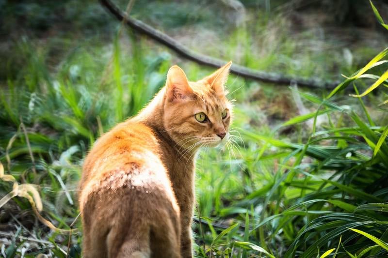 振り返る猫の写真