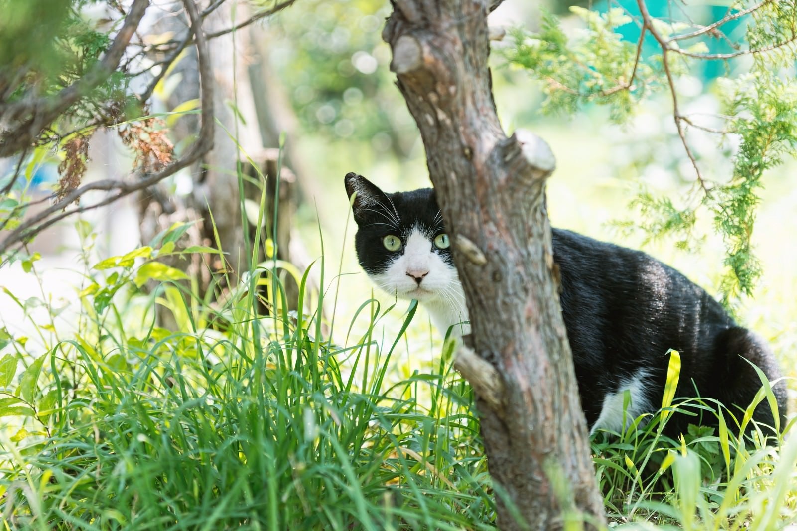 「家政婦は見た（猫）」の写真