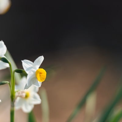 水仙の花の写真