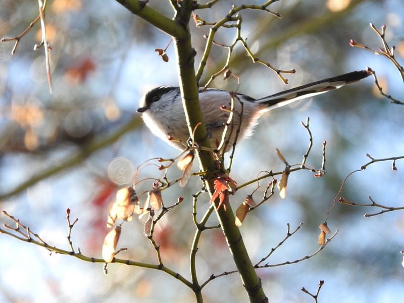 エナガ（野鳥）の写真