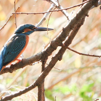 木の枝に止まるカワセミ（野鳥）の写真