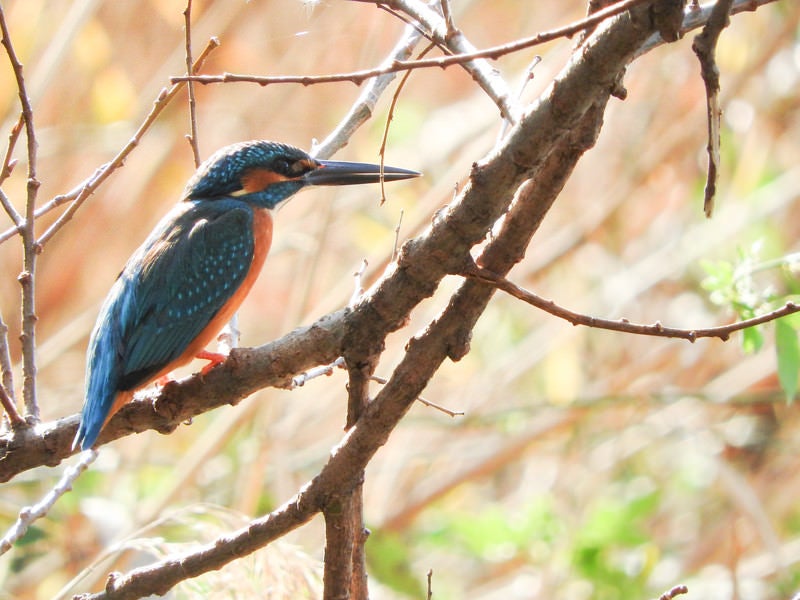 木の枝に止まるカワセミ（野鳥）の写真