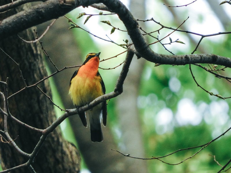 キビタキ（鳥）の写真