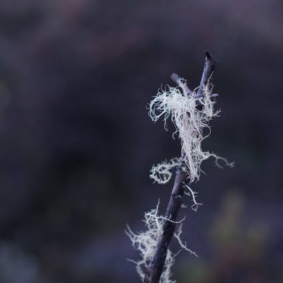 綿が絡まる枯れ木の写真