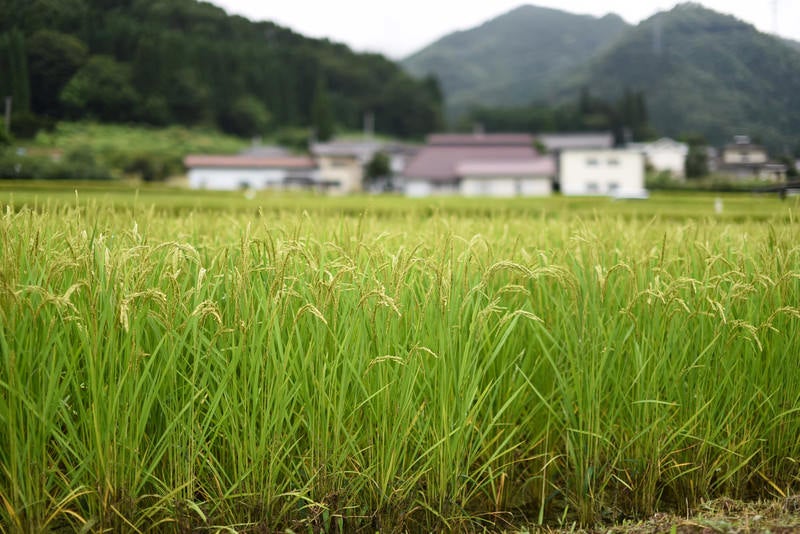 稲作の田園風景の写真