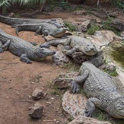 ワニがぞろぞろの写真