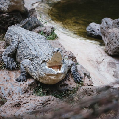 口を広げるワニさんの写真