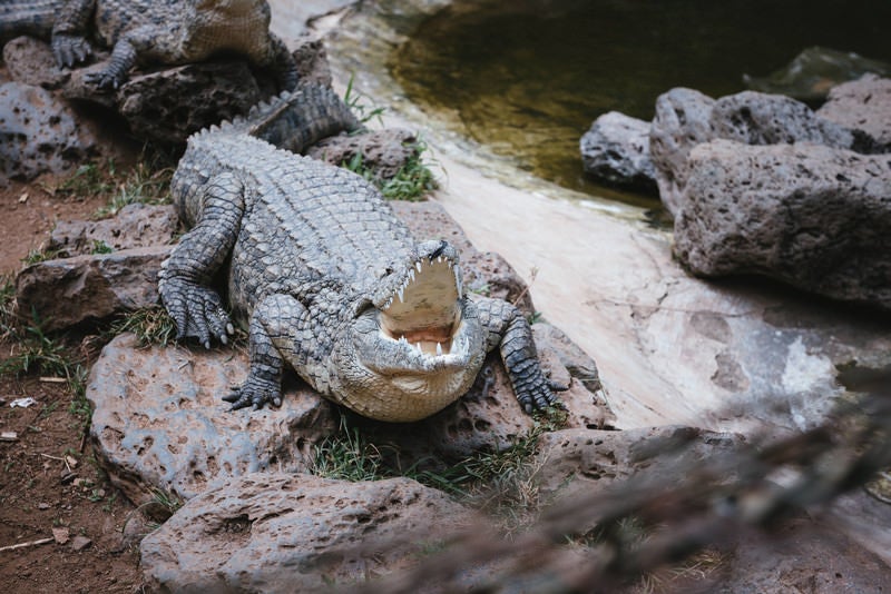 口を広げるワニさんの写真