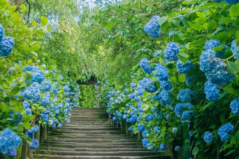 紫陽花に覆われる階段の写真