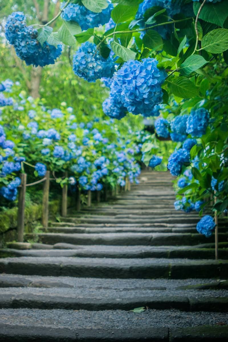 「階段沿いに咲く紫陽花」の写真