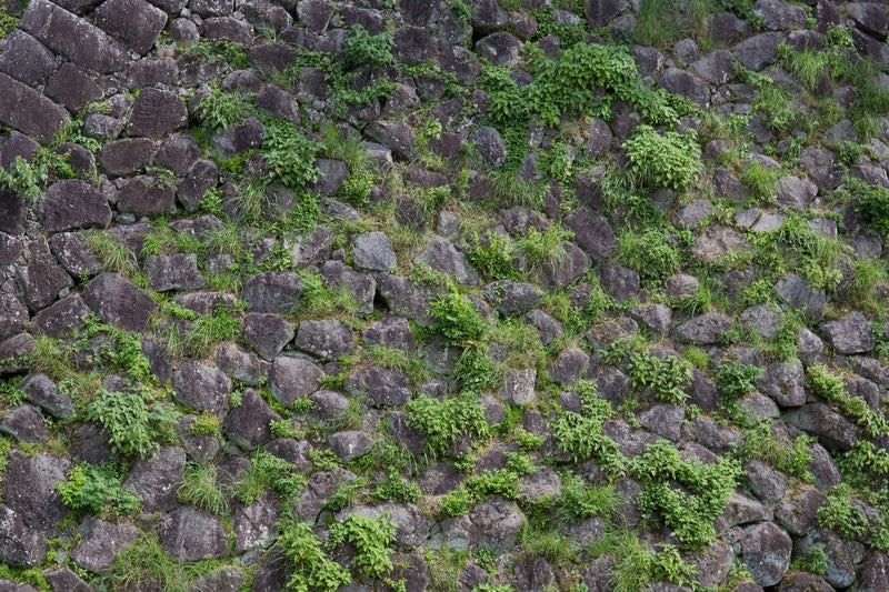 石垣の間から草が生えるの写真