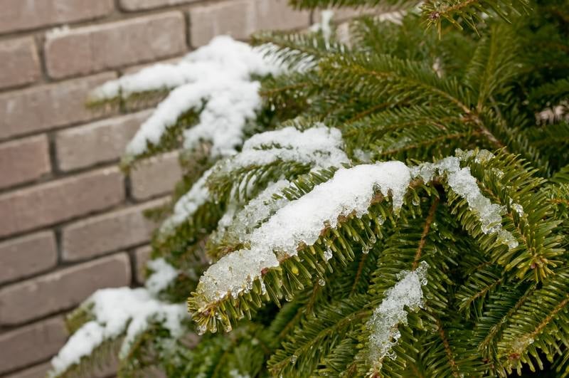 モミと雪の写真