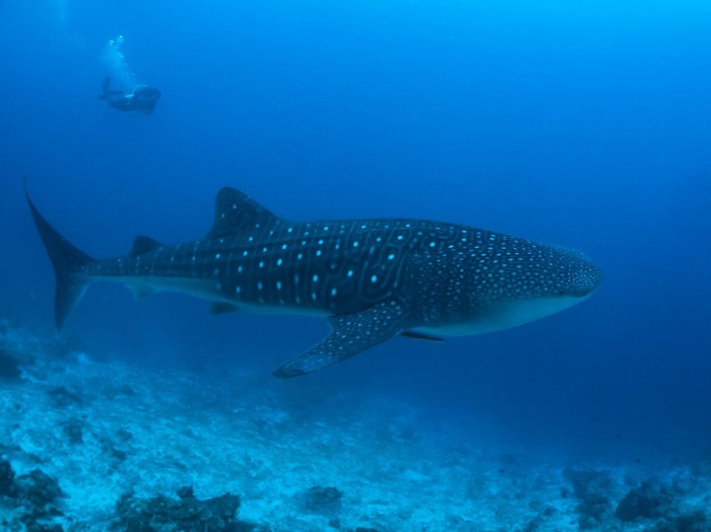 海中を泳ぐジンベイザメとダイビング中のカメラマンの写真