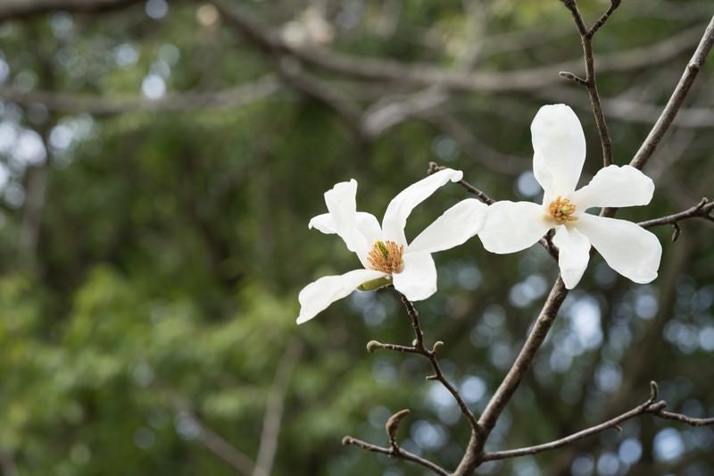 コブシの花の写真