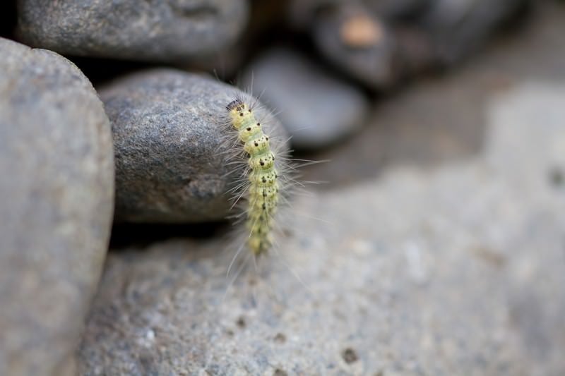 はいつくばる毛虫の写真