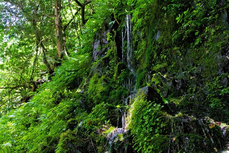 滴る湧水の写真