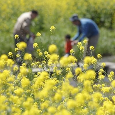 菜の花の飛び散る花粉と家族の写真