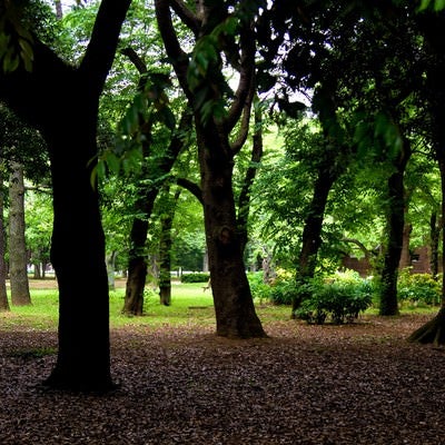 代々木公園の薄暗い木々の写真