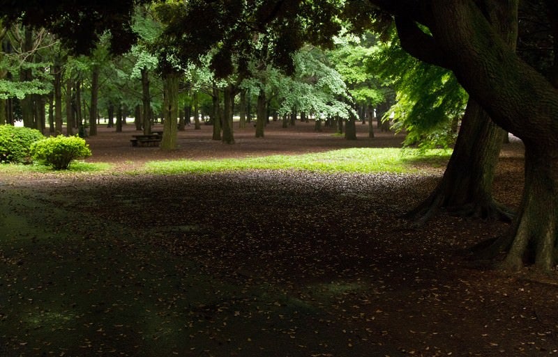 誰もいない代々木公園の様子の写真