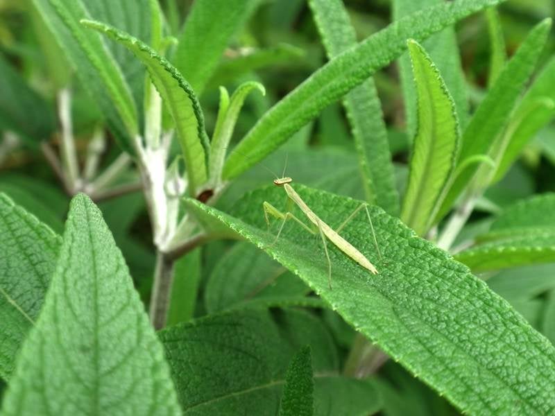 葉の上のチビカマキリの写真