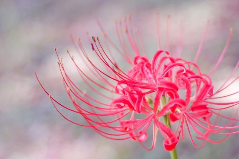 綺麗な形の彼岸花の写真