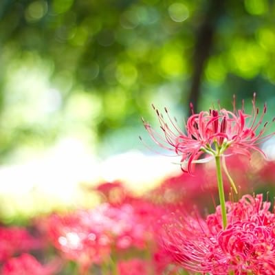 木漏れ日と彼岸花の写真