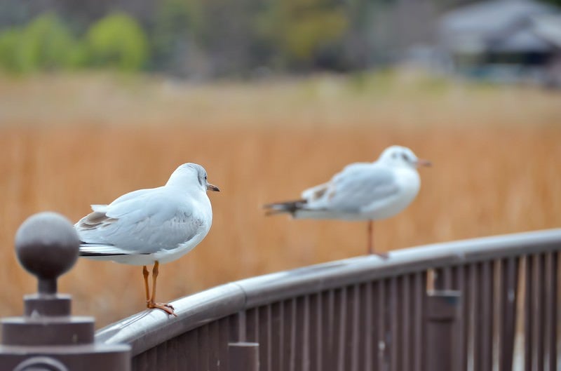 水鳥の恋の写真