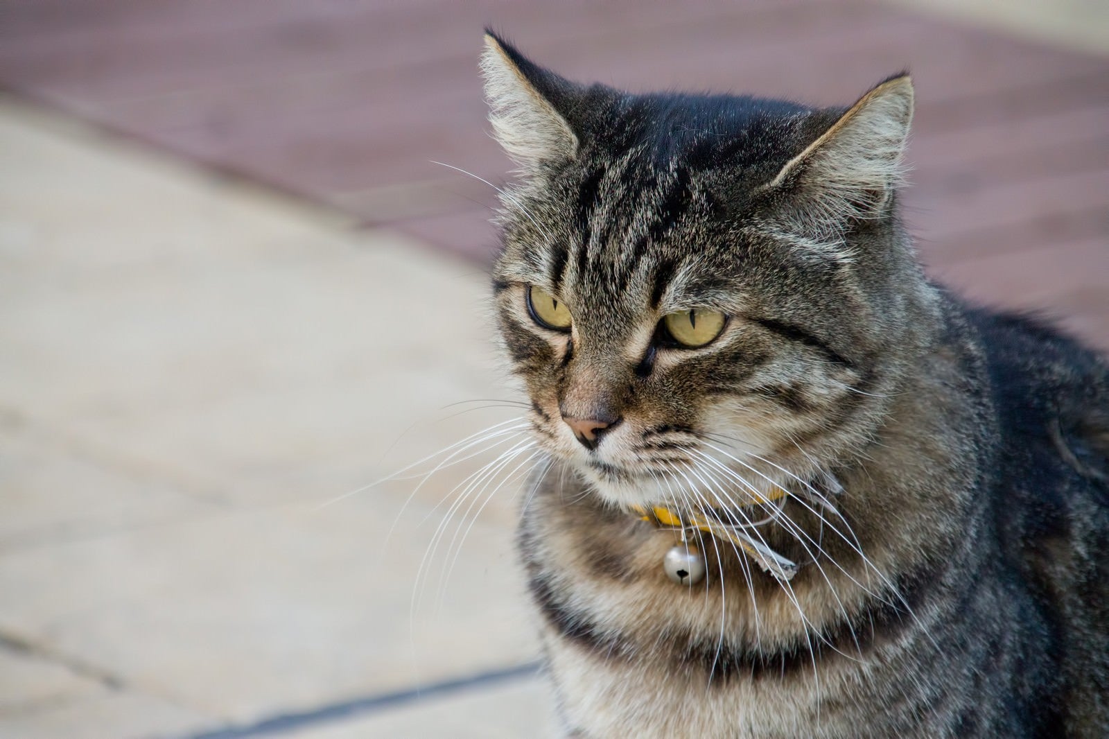 「凛々しい顔つきの猫」の写真