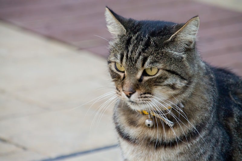 凛々しい顔つきの猫の写真