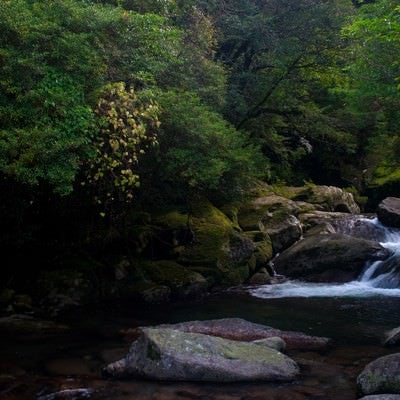 屋久島の白谷雲水峡の写真