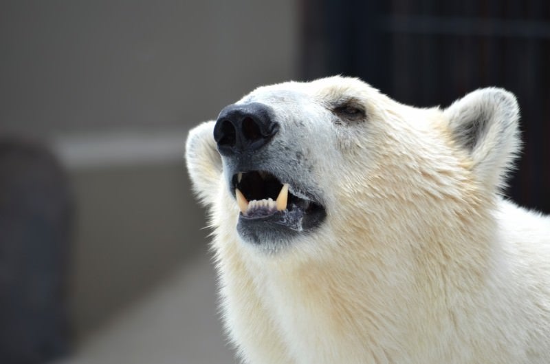 牙を見せる白クマの写真