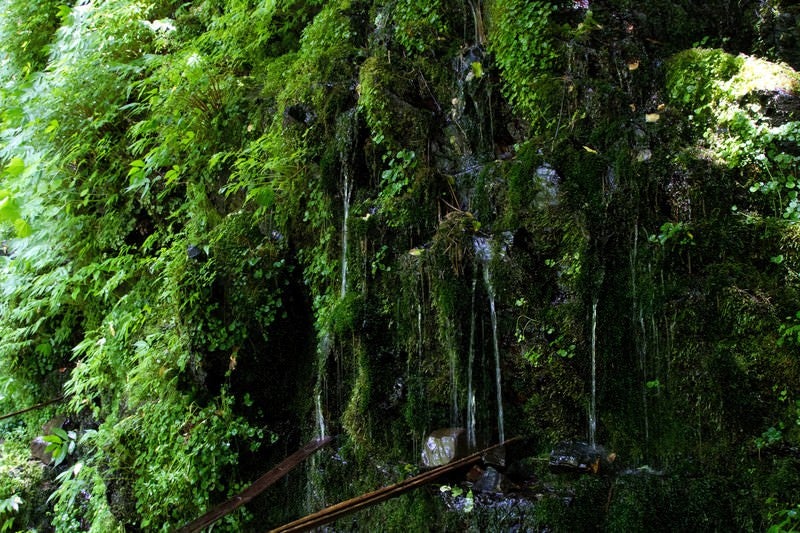 延命水の湧水の写真