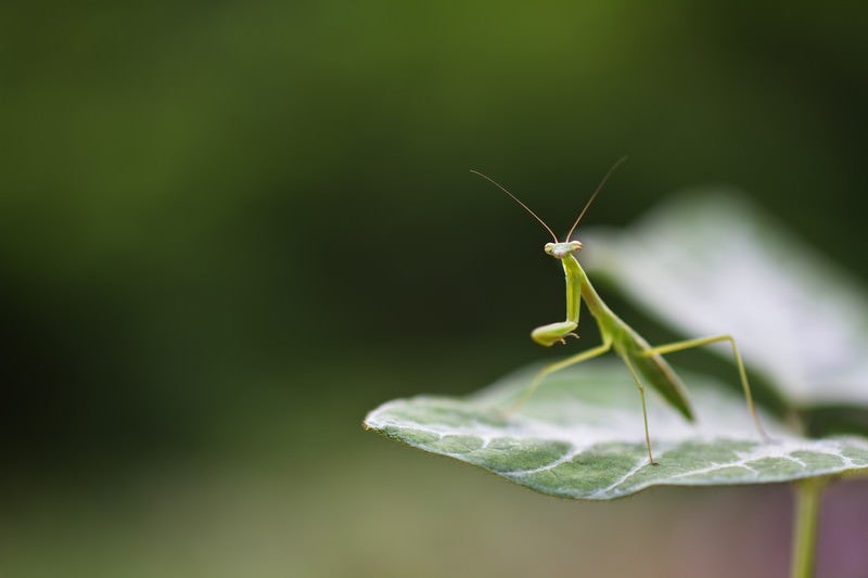 身構えるカマキリの写真