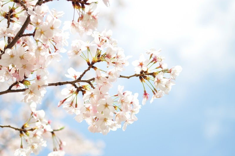 淡い桜と青空の写真