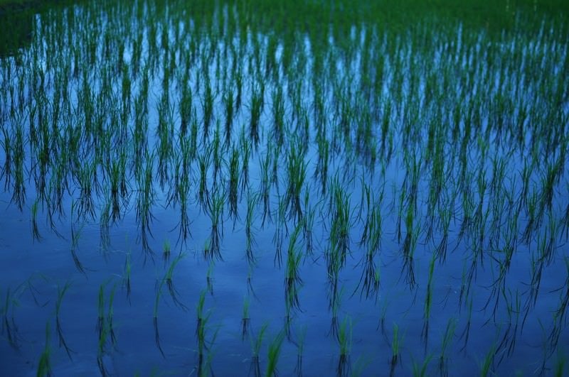 日没後の水田の写真