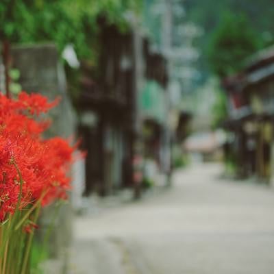 郡上八幡の街並みと彼岸花の写真