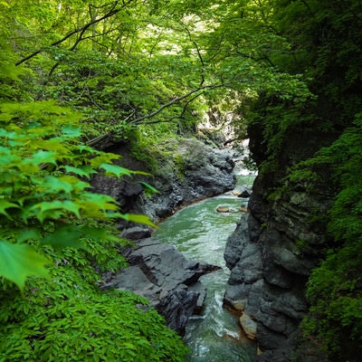 新緑の吾妻峡（吾妻川）の写真