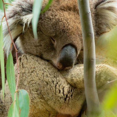 ユーカリの木の上で眠るコアラの写真