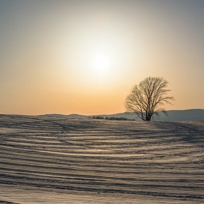 雪の中の哲学の木の写真