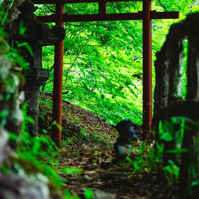 新緑と鳥居の写真