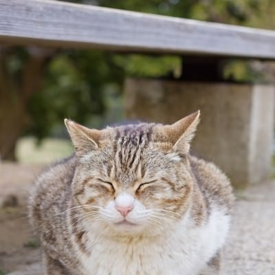 ベンチの下でうずくまる猫の写真